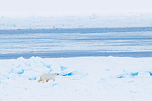 北极熊,成年,旅行,领着,浮冰,觅食,楚科奇海,岸边,手推车,阿拉斯加