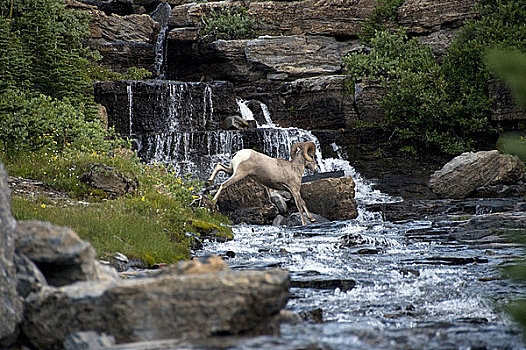 大角羊,跳跃,河,蒙大拿,美国