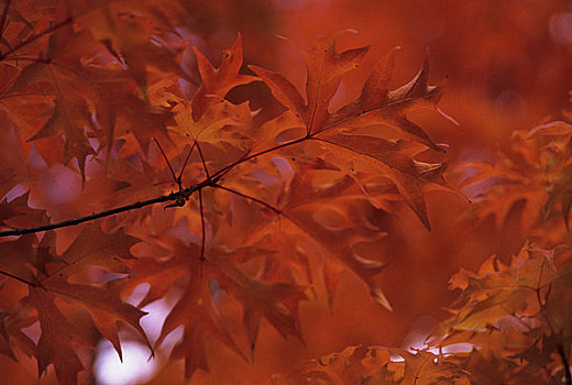 枫树,秋天