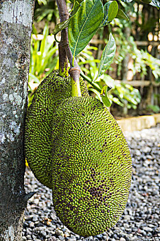 木菠萝,乌布,巴厘岛,印度尼西亚