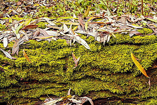 低劣,秋天,背景,绿色,苔藓
