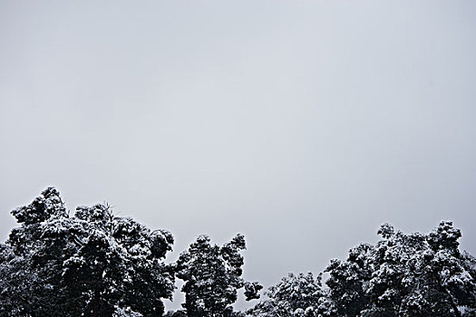 被雪覆盖的树