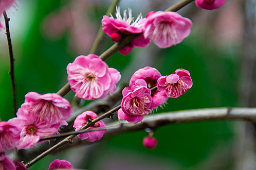 梅花报春