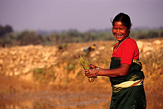 职业妇女,拿着,稻田,种子