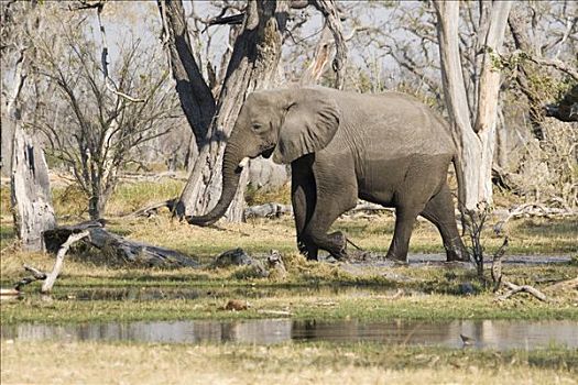 非洲,灌木,大象,非洲象,莫瑞米,野生动植物保护区,博茨瓦纳