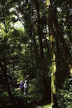马达加斯加,公园,游客,树林