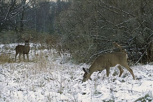 白尾鹿,大,公鹿,接近,觅食,母鹿,雪景