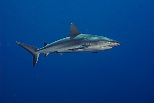 灰礁鲨,帕劳,大洋洲