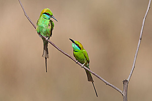 小,两个,成年人,栖息,枝头,甘哈国家公园,中央邦,印度,亚洲