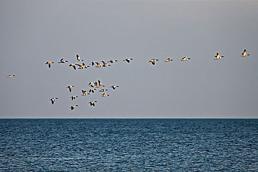 成群,鸭子,飞,高处,海洋