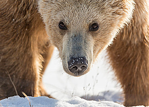 棕熊,雪地,堪察加半岛,俄罗斯,欧洲