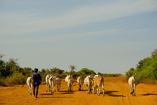 牧羊人,畜群,碎石路,达喀尔,区域,塞内加尔,非洲