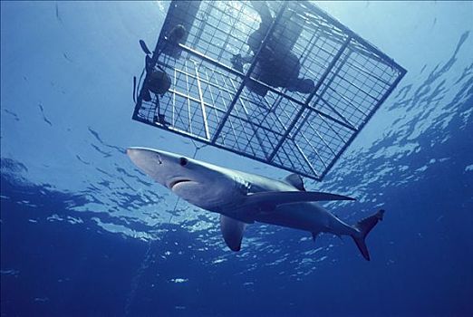 蓝鲨,锯峰齿鲛,海洋,食肉动物,游动,靠近,潜水,加利福尼亚