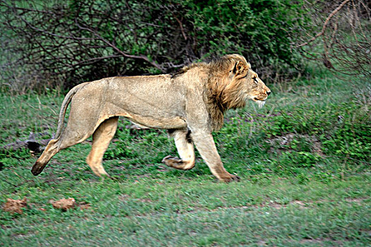 狮子,成年,游戏,克鲁格国家公园,南非,非洲