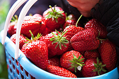 摘草莓图片