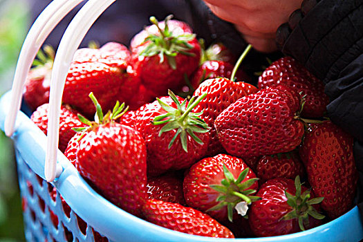 在温室大棚中采摘的草莓