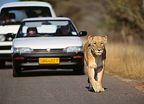 雌狮,走,道路,南非