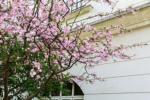 欧式建筑前的海棠花