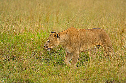 雌狮,狮子,雨,草地,纳库鲁湖国家公园,肯尼亚,非洲
