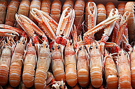 都柏林海湾虾,蝉虾,挪威海蛰虾,挪威龙虾,鱼店,店