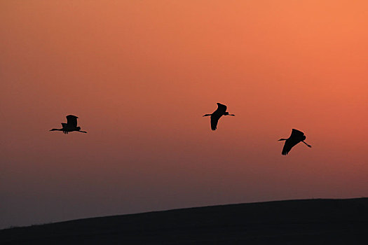 橙色天空中三只黑颈鹤的剪影