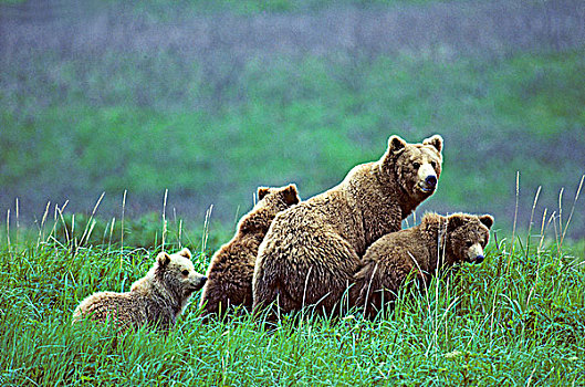 母兽,棕熊,一岁,幼兽,沿岸,阿拉斯加