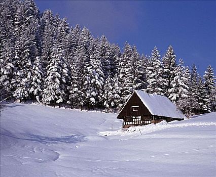 冬天,雪,树,松柏科,郊区住宅,房子