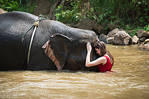 女孩,大象,河,清迈,泰国