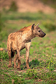 斑鬣狗,成年,警惕,克鲁格国家公园,南非,非洲