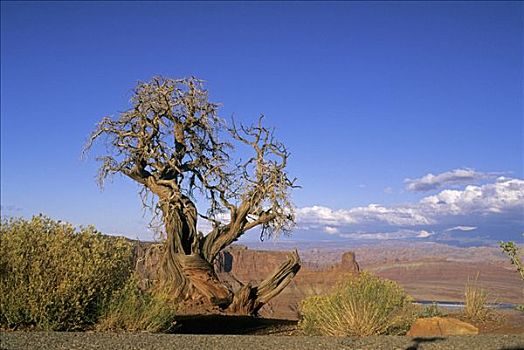 美国,犹他,峡谷地国家公园,桧属植物