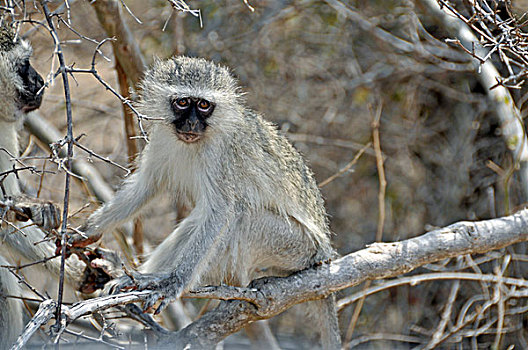 黑长尾猴,猴子,克鲁格国家公园,南非,非洲