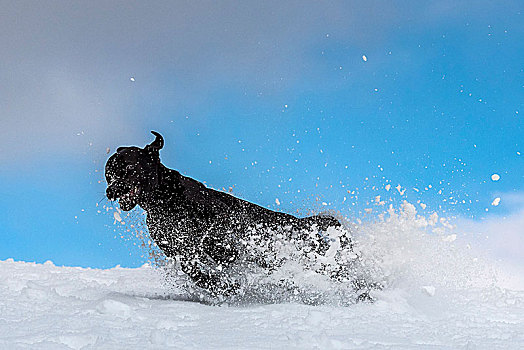 黑色拉布拉多犬,跑,雪,蓝色背景,天空,亮光,云