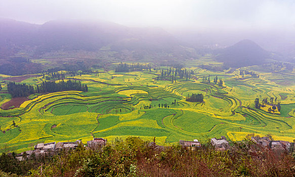 云南罗平油菜花田园风光