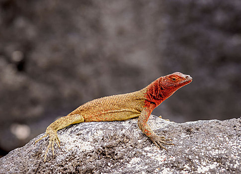 火山岩,蜥蜴,溶岩,岩石上,胡德岛,加拉帕戈斯,厄瓜多尔,南美