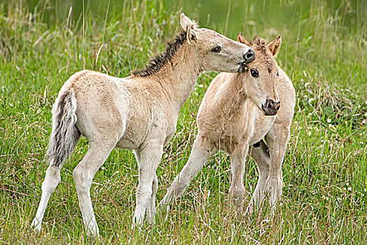 野马,两个,小马,玩,石南灌丛,萨克森安哈尔特,德国,欧洲