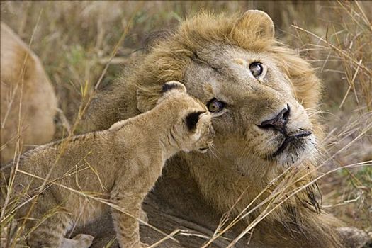 非洲狮,狮子,6-7岁,星期,老,幼兽,玩,成年,雄性,马赛马拉国家保护区,肯尼亚,脆弱
