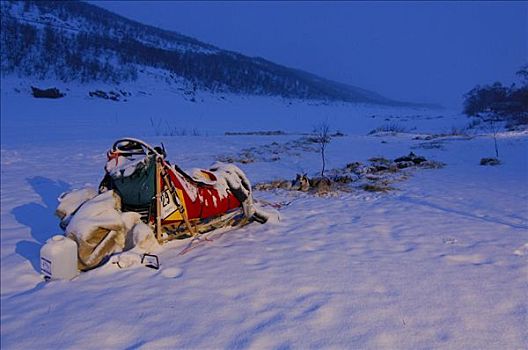 积雪,狗拉雪橇,黎明,挪威,斯堪的纳维亚