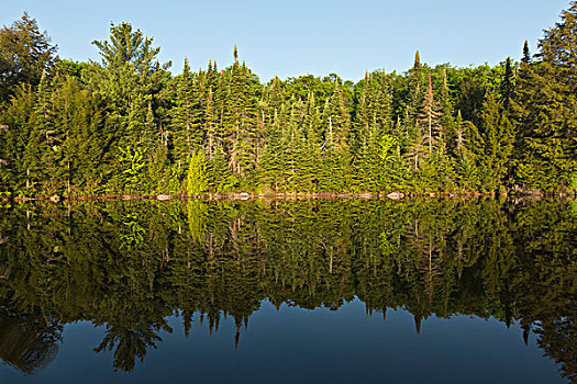 树林,反射,湖,烟,阿尔冈金省立公园,安大略省,加拿大