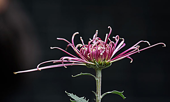 菊花特写