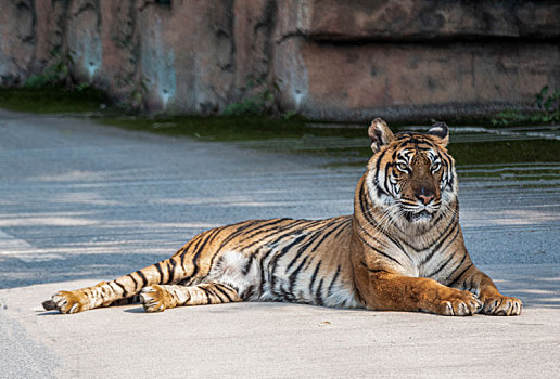 重庆永川野生动物园里的老虎