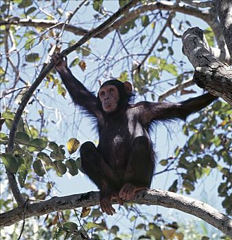 黑猩猩,坐,林冠层,遥远,凸出,东方,岸边,坦噶尼喀湖,上升,脚,山坡,遮盖,雨林,树林,展示,靠近,亲近