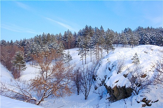 冬季风景,树林
