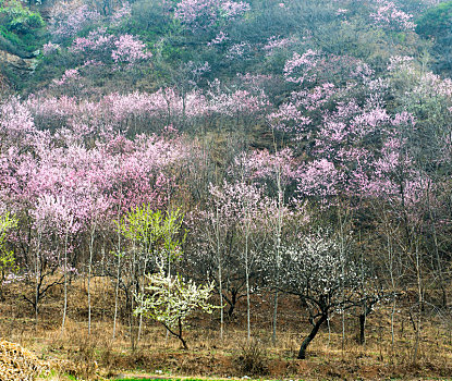 烂漫的山花