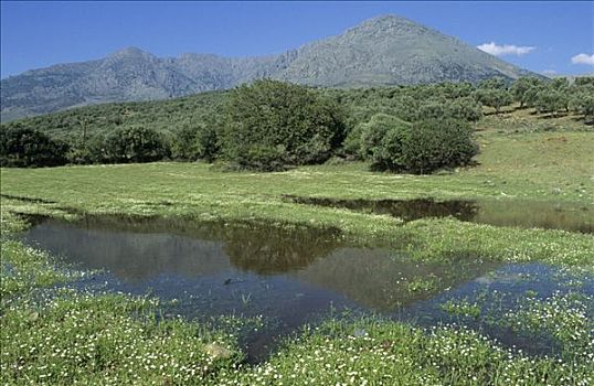湿地,正面,橄榄树,山峦,萨莫色雷斯岛,岛屿,希腊