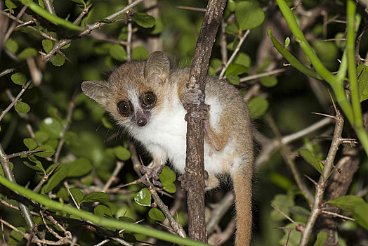 老鼠,狐猴,成年,紧握,枝条,夜晚,贝伦提保护区,马达加斯加,非洲