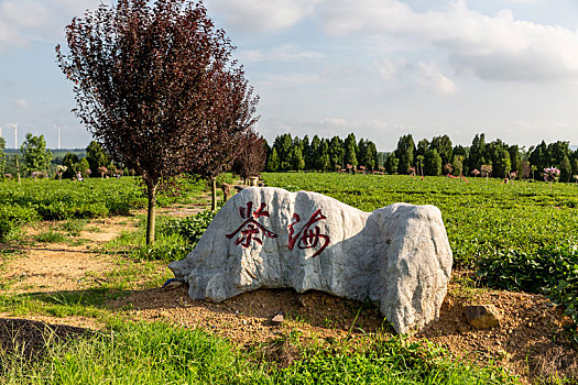 蓝天白云下的山东临沂乡村茶园