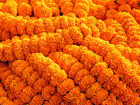 展示,万寿菊,花市,一个,花,市场,加尔各答,印度,十一月,2007年