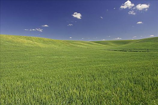 麦田,靠近,惠特曼县,华盛顿,美国