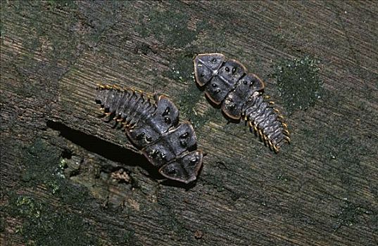 三叶虫,甲虫,马来西亚