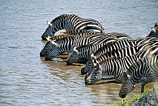 肯尼亚,马赛马拉国家保护区,白氏斑马,斑马,喝,马拉河,大幅,尺寸